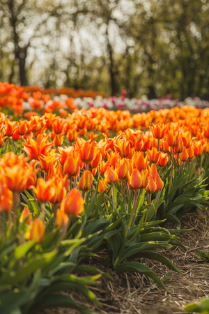 beautiful various tulips at field in hollandの写真素材