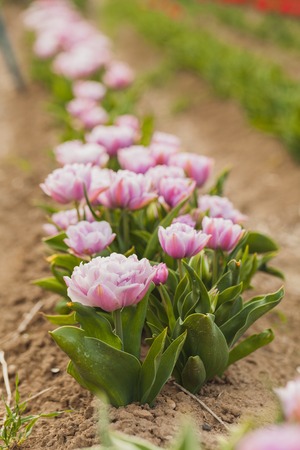 beautiful various tulips at field in hollandの写真素材