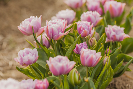 beautiful various tulips at field in hollandの写真素材