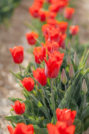 beautiful various tulips at field in hollandの写真素材