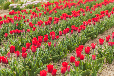 beautiful various tulips at field in hollandの写真素材