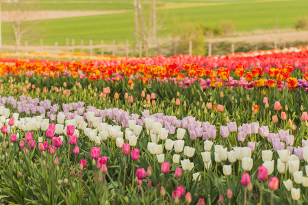 beautiful various tulips at field in hollandの写真素材