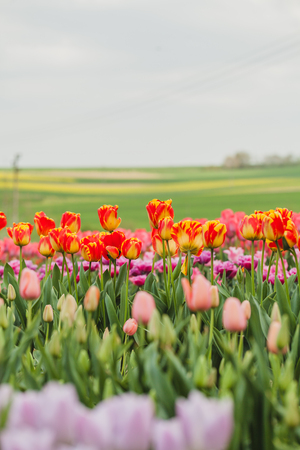 beautiful various tulips at field in hollandの写真素材