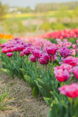 beautiful various tulips at field in hollandの写真素材