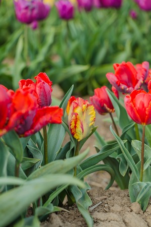 beautiful various tulips at field in hollandの写真素材