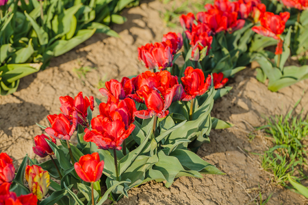 beautiful various tulips at field in hollandの写真素材