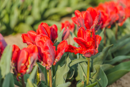 beautiful various tulips at field in hollandの写真素材