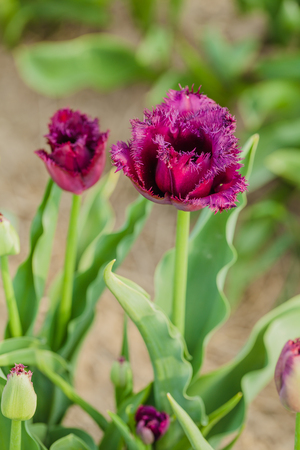 beautiful various tulips at field in hollandの写真素材