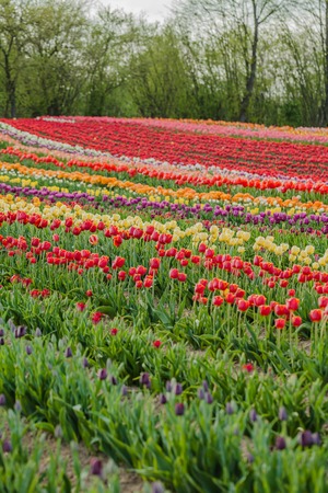 beautiful various tulips at field in hollandの写真素材