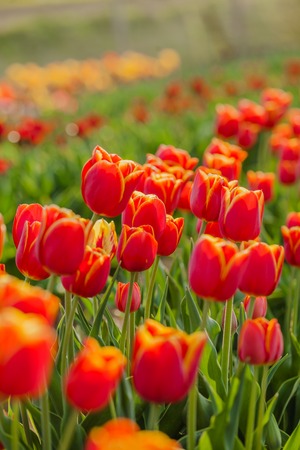 beautiful various tulips at field in hollandの写真素材