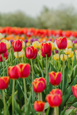 beautiful various tulips at field in hollandの写真素材
