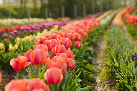 beautiful various tulips at field in hollandの写真素材