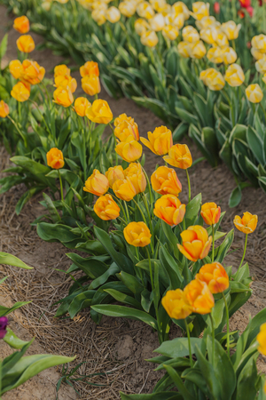 beautiful various tulips at field in hollandの写真素材