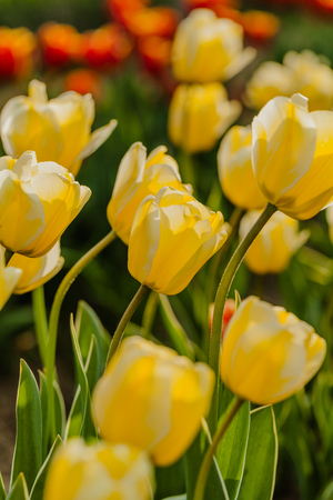 beautiful various tulips at field in hollandの写真素材