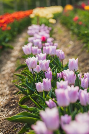 beautiful various tulips at field in hollandの写真素材