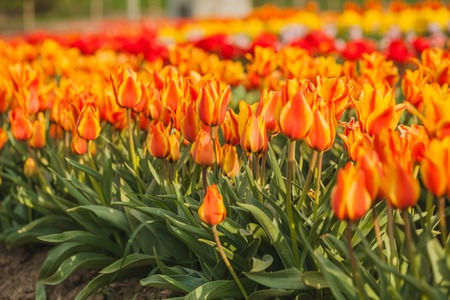 beautiful various tulips at field in hollandの写真素材