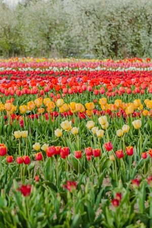 beautiful various tulips at field in hollandの写真素材