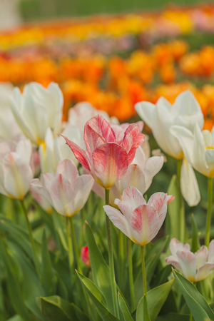 beautiful various tulips at field in hollandの写真素材