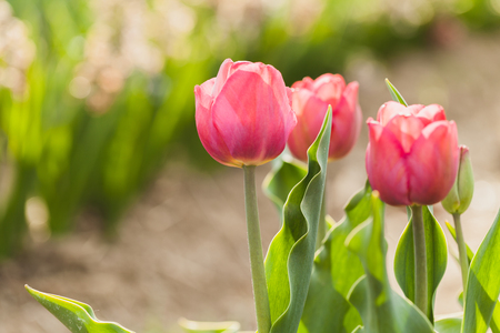 beautiful various tulips at field in hollandの写真素材