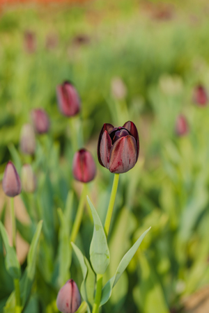 beautiful various tulips at field in hollandの写真素材