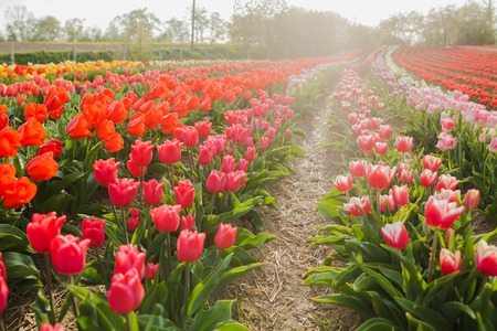 beautiful various tulips at field in holland