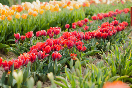 beautiful various tulips at field in hollandの写真素材