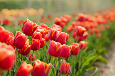 beautiful various tulips at field in hollandの写真素材