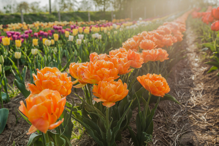 beautiful various tulips at field in hollandの写真素材