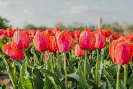 beautiful various tulips at field in hollandの写真素材