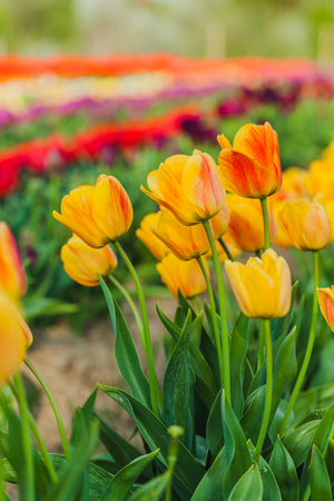 beautiful various tulips at field in hollandの写真素材