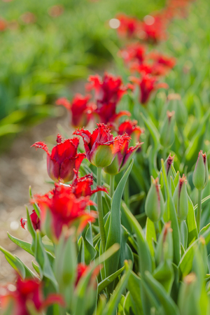 beautiful various tulips at field in hollandの写真素材