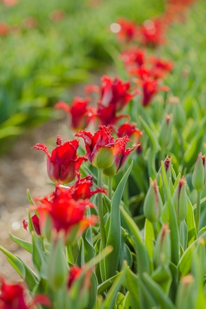 beautiful various tulips at field in hollandの写真素材