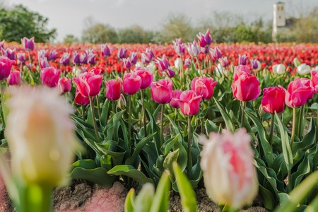beautiful various tulips at field in hollandの写真素材