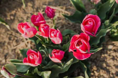 beautiful various tulips at field in hollandの写真素材