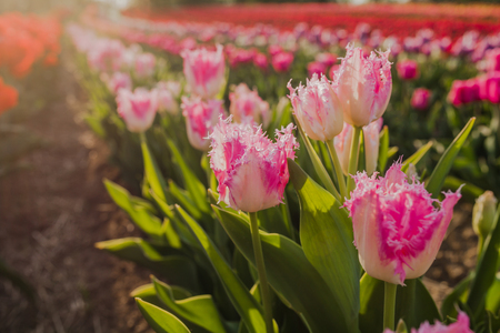 beautiful various tulips at field in hollandの写真素材