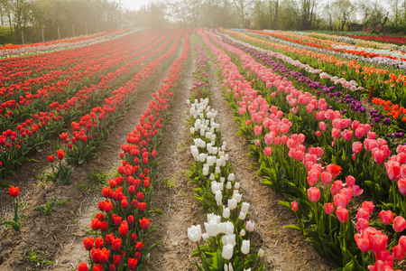beautiful various tulips at field in hollandの写真素材