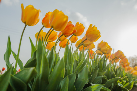 beautiful various tulips at field in hollandの写真素材