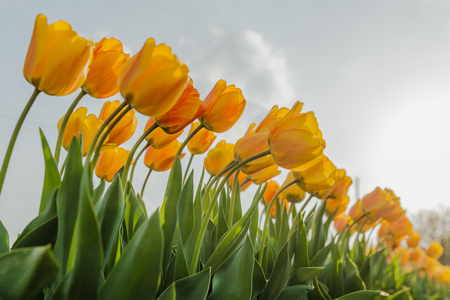 beautiful various tulips at field in hollandの写真素材
