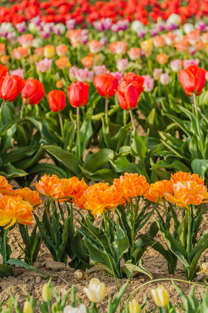 beautiful various tulips at field in hollandの写真素材