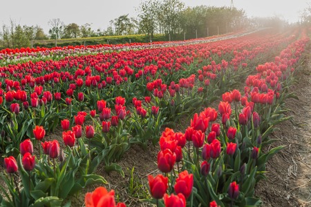 beautiful various tulips at field in hollandの写真素材
