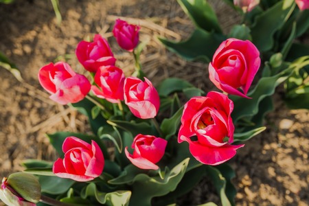 beautiful various tulips at field in hollandの写真素材