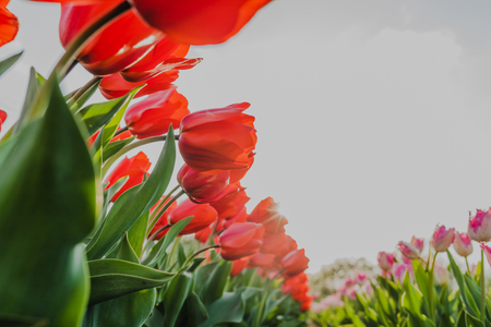 beautiful various tulips at field in hollandの写真素材