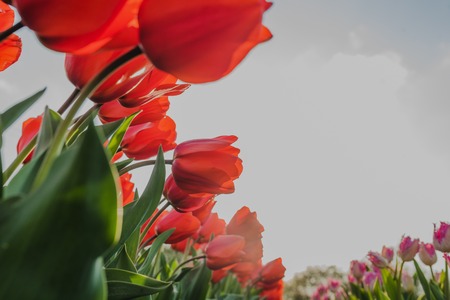 beautiful various tulips at field in hollandの写真素材