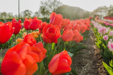 beautiful various tulips at field in hollandの写真素材