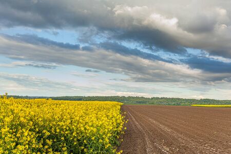 yellow oilseed field agriculture businessの写真素材