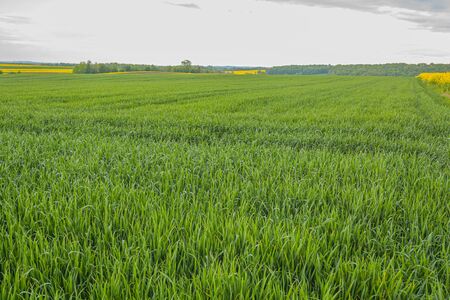 agriculture, wheat field, young wheatの写真素材