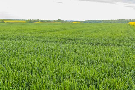 agriculture, wheat field, young wheatの写真素材