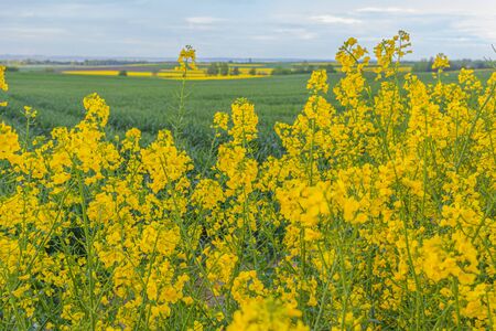 yellow oilseed field agriculture businessの写真素材