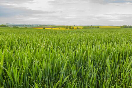 agriculture, wheat field, young wheatの写真素材