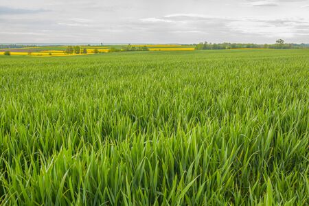 agriculture, wheat field, young wheatの写真素材